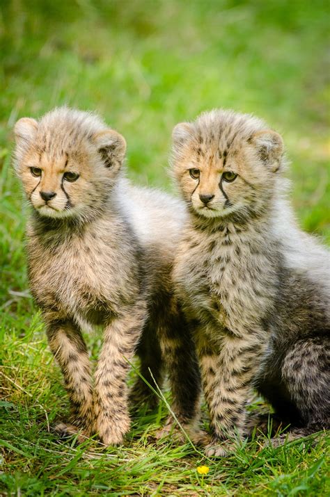Free Images Nature Cute Wildlife Portrait Africa Two Predator Together Fauna Lion