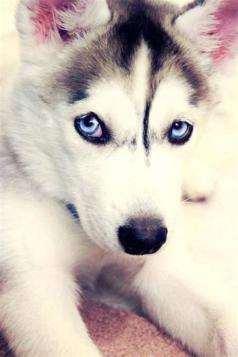 379 Best Images About Siberian Husky Love On Pinterest