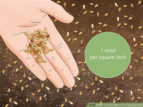 How To Grow Wheat In Your Garden With Pictures Wikihow