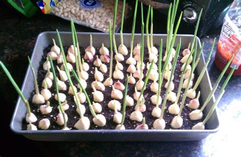 Grow Garlic Containers Ann Inspired