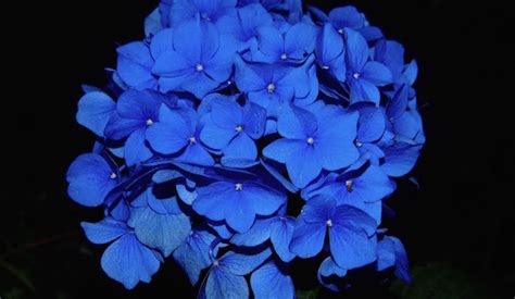 Fonte di ispirazione per tanti artisti, la violetta è un fiore delicatissimo dalle tonalità blu e viola. Ortensie blu, come fare - Idee Green