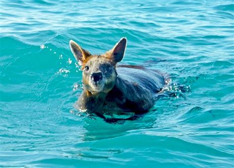 Laura Sanchez Peregrin Swampy Sea Wallaby Rescue Abc News Australian