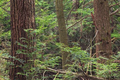 Imagen Gratis Madera árbol Naturaleza Liquen Arbusto Hierba