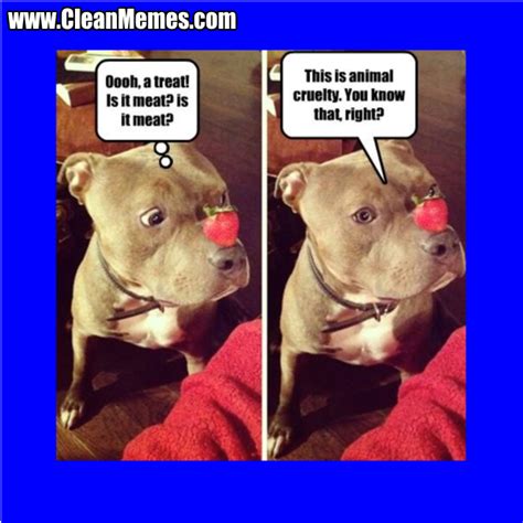 Funny Clean Animal Memes Image Memes At