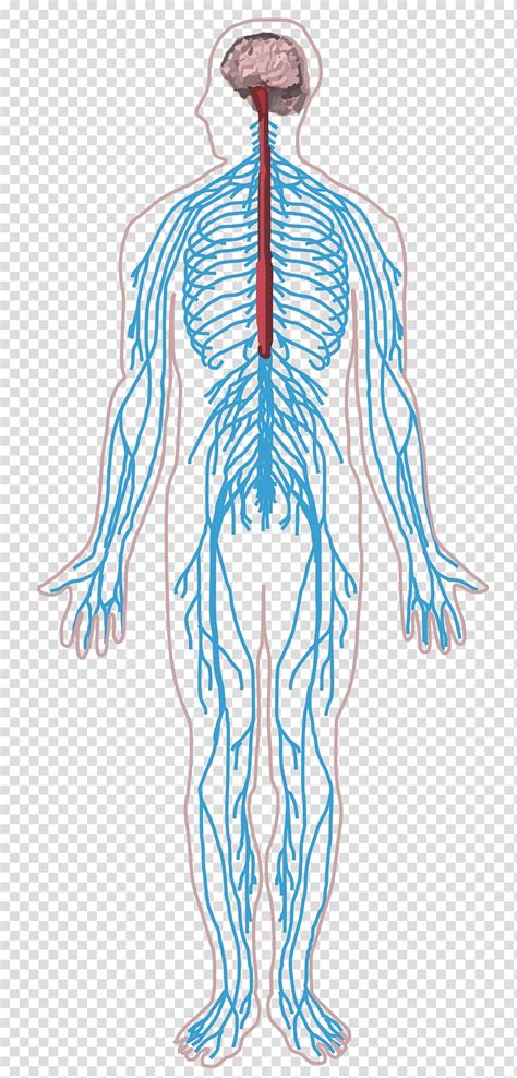 The nervous system is a super highway of information that keeps your body moving and shaking and helps to protect your body from harm. Human anatomy illustration art, Peripheral nervous system Nerve Human body Central nervous ...