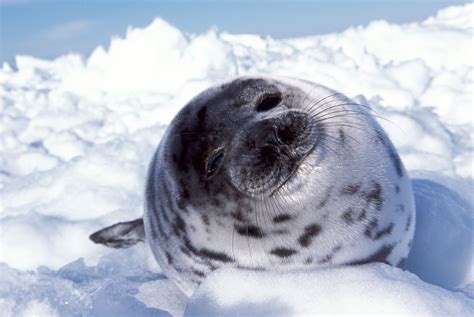 Pin On Save The Seals