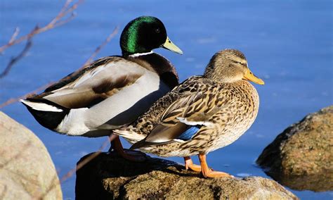 Mallard Duck Trend And Fasions Blog