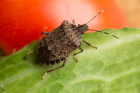 How To Keep Stink Bugs Out Of Your Home Diy