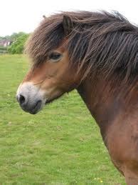 exmoor pony horse riding  saddles  sale draft horse saddles equestria