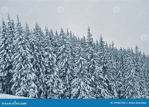 Pine Trees Covered By Snow On Mountain Chomiak Beautiful Winter Stock