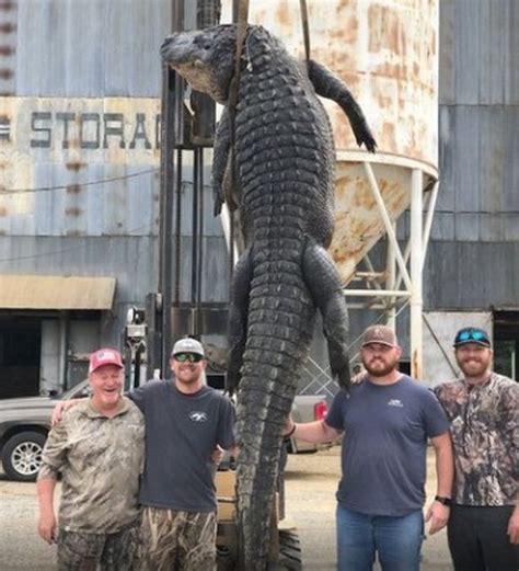 Record Breaking 800lb Alligator Caught As 4 Pals Snare 14ft Beast On A