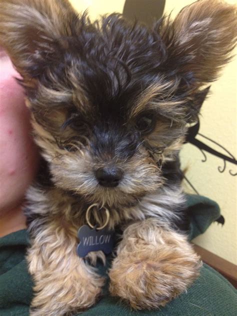 Yorkie Poo I Want One Of These So Bad Yorkie Poo Tiny Puppies Yorkie