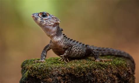 Red Eyed Crocodile Skink Care Tank Lifespan And More More Reptiles