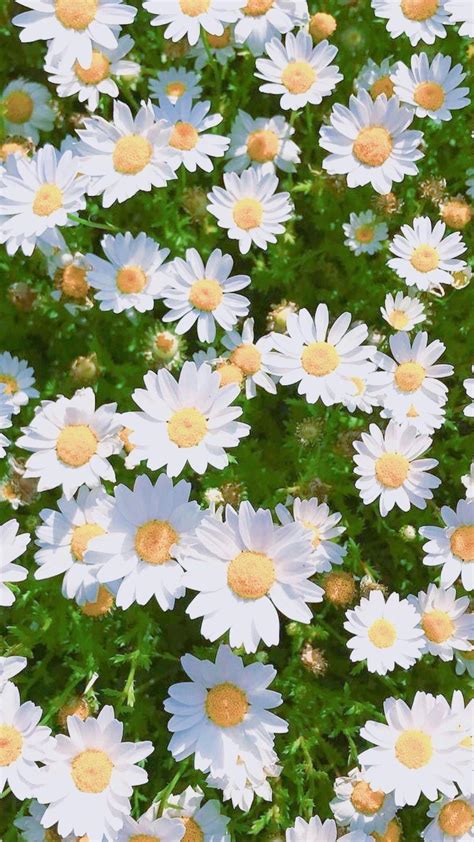 Daisy And Bug Wallpapers Wallpaper Cave