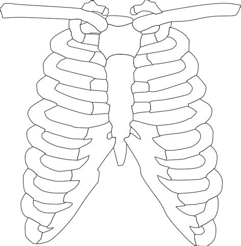 Free Vector Graphic Rib Cage Ribs Bones Human Free Image On Pixabay 296377