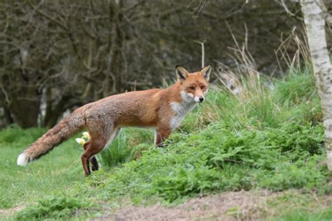 Fox Habitats All Things Foxes What You Need To Know