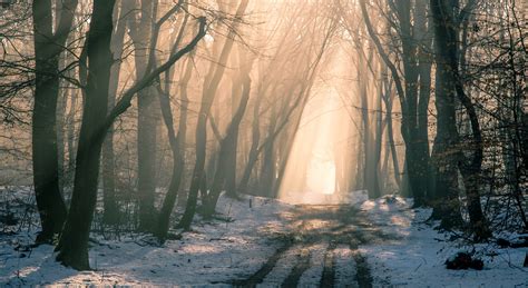 Nature Forest Trees Winter Dirt Road Mist Beige Snow Sun Rays
