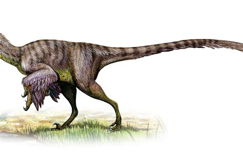 The Velociraptor Agrohortipbacid