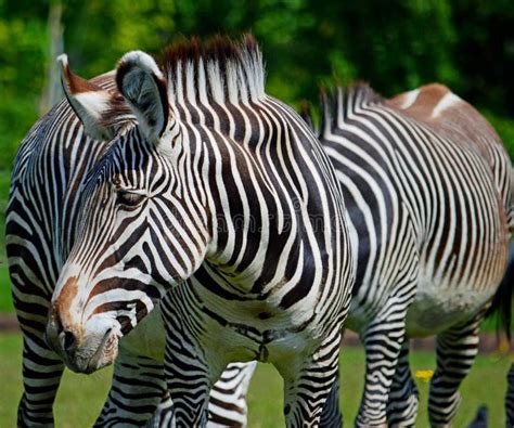 Grevy S Zebra At Chester Zoo Uk Stock Image Image Of Zebranthis