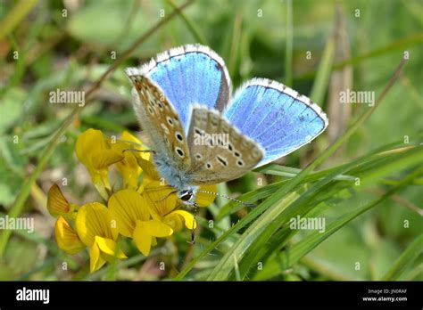 Male Adonis Blue Butterfly Polyommatus Bellargus A Rare Uk Butterfly
