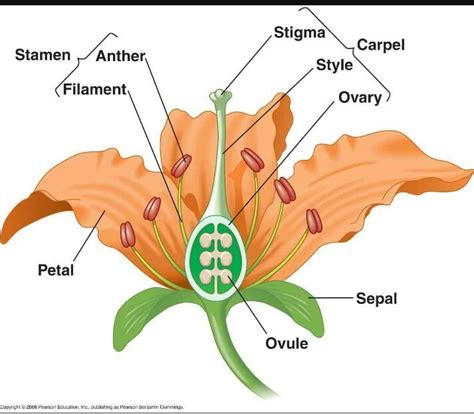 Explain The A Structure Of A Typical Flower