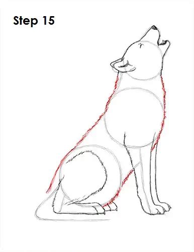 How To Draw A Howling Wolf Step By Step Realistic Drawing Technique Images And Photos Finder
