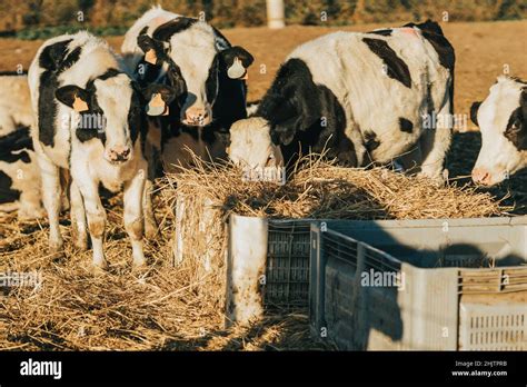 Set Of Heifer Eating Straw Outside The Cow Farm Stock Photo Alamy
