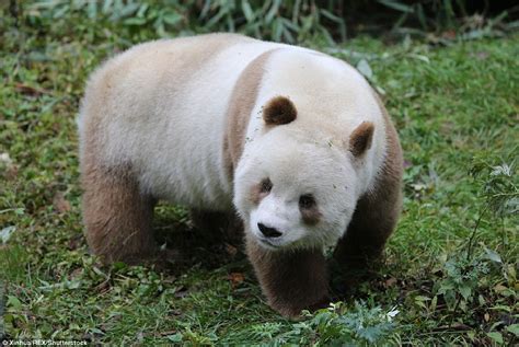 Qizai Je Jediná Hnedá Panda Na Svete Ktorú Kvôli Odlišnosti Všetci
