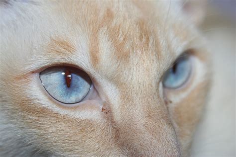 Choroby Oczu U Kot W Hodowla Kot W