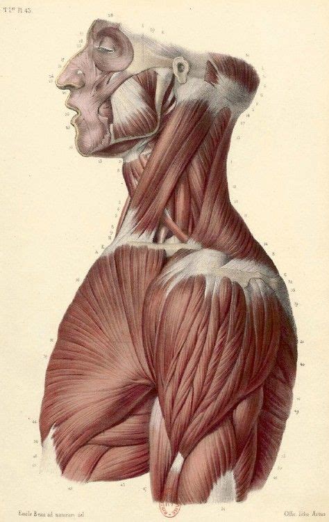 Atlas de Anatomia Descriptiva del Cuerpo Humano Bonamy 1ª Parte año
