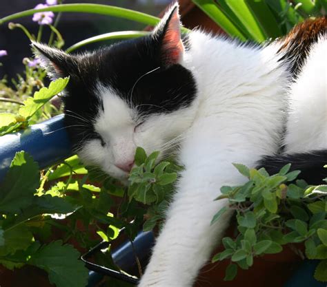 Catnip And Your Cats Everything You Need To Know Catgazette