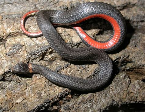 Red Bellied Snake Life Expectancy