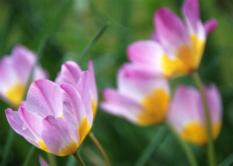 Pink And Yellow Petaled Flowers Tulip Hd Wallpaper Wallpaper Flare