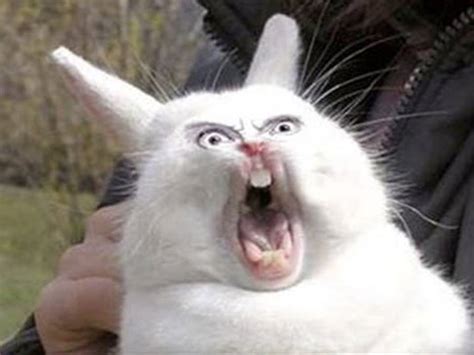 What you need is you just need a toilet paper tube, a pair of scissors, and you're going to fringe the edges, because this gives them a little, what do you call it, like not resistance. ! RABBIT IN THE WEB !: Rabbit Phobia Teacher