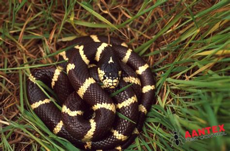Facts About California Kingsnake Aantex