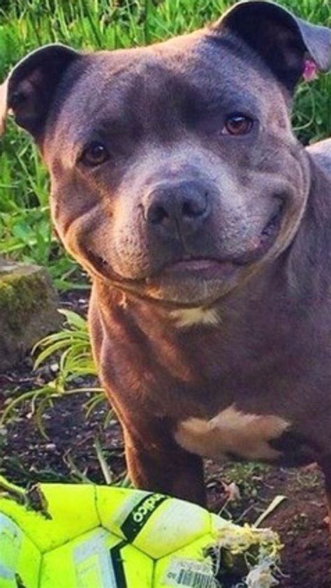 Create Meme Pit Bull Staffordshire Bull Terrier Pitbull Puppies