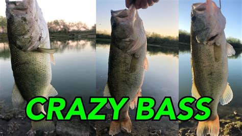 Texas Bass Spawn Catching Nice Bass Before Spawn Youtube