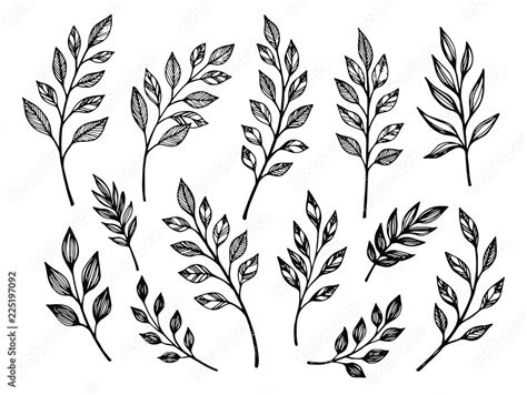 Hand Drawn Leaves Botanical Vector Illustrations Stock Vector Adobe