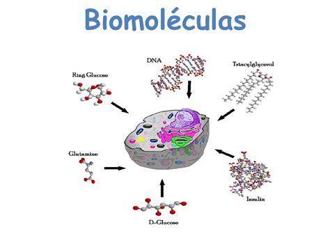 Biomoleculas Orgánicas Melisa Mafla Udocz