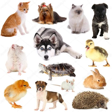 Collage Of Different Pets Isolated On White Stock Photo By ©belchonock