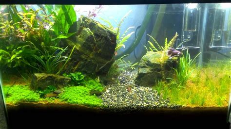 10 Gallon Planted Betta Tank Youtube