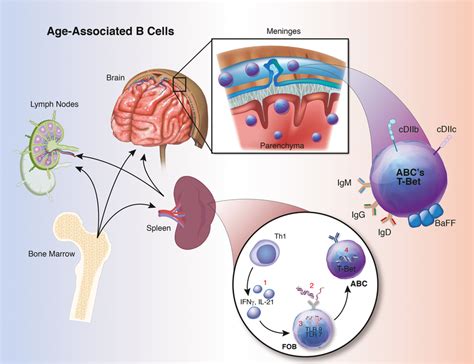 Overview Of Age Associated B Cells Abcs Including A Schematic Of