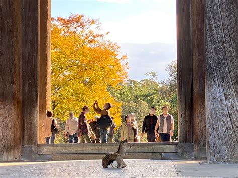 ミャー 世界一周めし旅 ただ今一時帰国中🇯🇵 on twitter 奈良公園で鹿と戯れて東大寺、興福寺を観て、天理ラーメン食べて帰ってきました。阿修羅像はじめ大人になって改めて観る興福寺