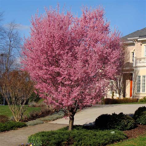 Okame Cherry Trees For Sale