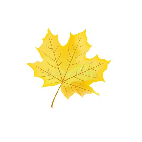 Yellow Maple Leaf Stock Vector Illustration Of Green 45419944