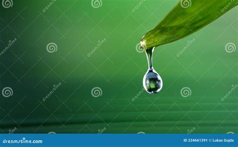 Super Slow Motion Of Water Drop Dripping From Green Palm Leaves Stock