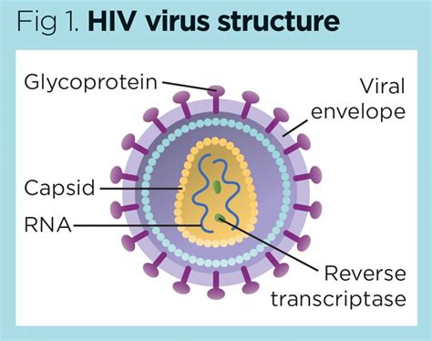 HIV Epidemiology Pathophysiology And Transmission Nursing Times