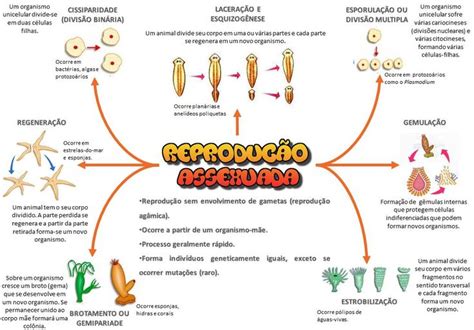 Reprodução Assexuada Nerdcursos Assexuado Mapas Mentais Protozoários