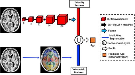 Figure From Anatomical Context Improves Deep Learning On The Brain Age Estimation Task