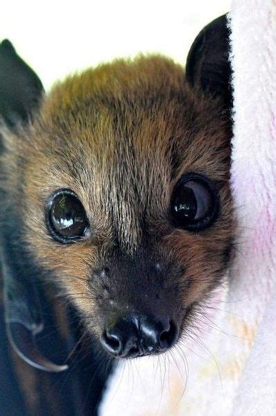 Bat How Could You Be Scared Of This Cute Face Cute Animals